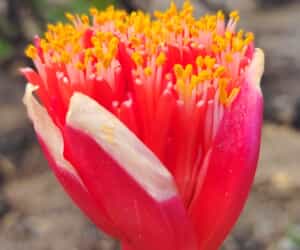 New Scientific Field Guide Coming Soon