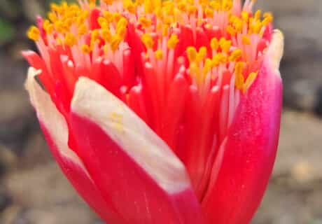 New Scientific Field Guide Coming Soon