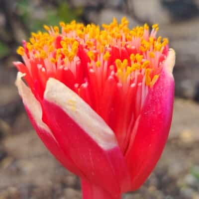 New Scientific Field Guide Coming Soon