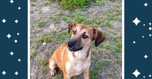 Meet Kano - a beautiful 7-month-old Rottweiler!