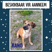 Meet Kano - a beautiful 7-month-old Rottweiler!