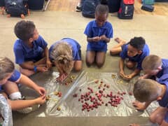 Graad 2 van Laerskool Gansbaai Begin Clivia-Kweekprojek