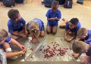 Graad 2 van Laerskool Gansbaai Begin Clivia-Kweekprojek