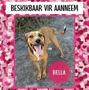 Meet BELLA - Our Sweet Girl Looking for a Loving Home!