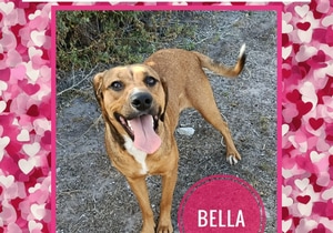 Meet BELLA - Our Sweet Girl Looking for a Loving Home!
