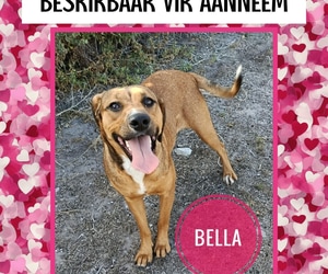 Meet BELLA - Our Sweet Girl Looking for a Loving Home!