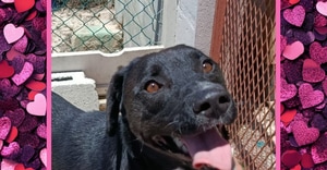 Meet Sam - Ready for His Forever Home!