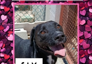 Meet Sam - Ready for His Forever Home!