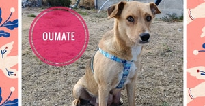 Meet a Sweet Soul Looking for a Forever Home!