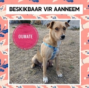 Meet a Sweet Soul Looking for a Forever Home!