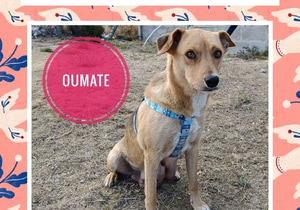 Meet a Sweet Soul Looking for a Forever Home!