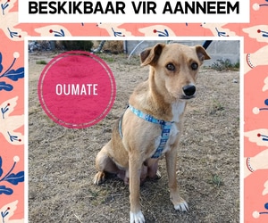 Meet a Sweet Soul Looking for a Forever Home!