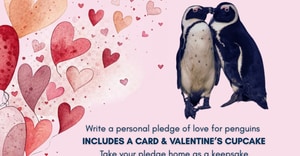 Penguin Love Pledge Valentine’s Day