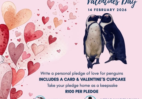 Penguin Love Pledge Valentine’s Day