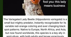Ladybird Under the Microscope: Nature’s Aphid Hunter