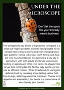 Ladybird Under the Microscope: Nature’s Aphid Hunter