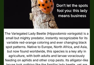 Ladybird Under the Microscope: Nature’s Aphid Hunter