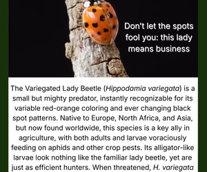 Ladybird Under the Microscope: Nature’s Aphid Hunter