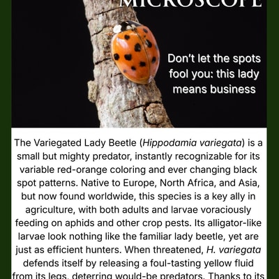 Ladybird Under the Microscope: Nature’s Aphid Hunter