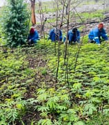 Life After Fire: Fynbos vs. Invaders