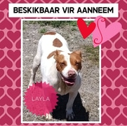 Meet Layla - Looking for Her Forever Home!