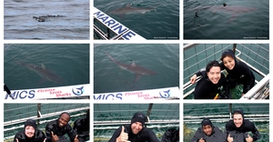 Daily Blog: 11 February 2026 | Shark Cage Diving in South Africa