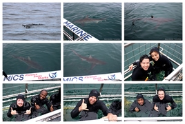 Daily Blog: 11 February 2026 | Shark Cage Diving in South Africa