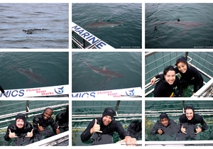 Daily Blog: 11 February 2026 | Shark Cage Diving in South Africa
