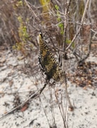 Meet the Palpares Speciosus