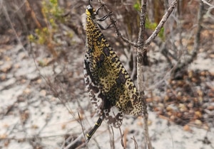 Meet the Palpares Speciosus