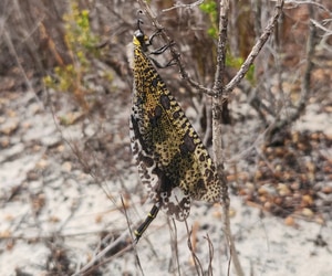 Meet the Palpares Speciosus