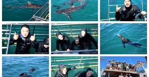 Daily Blog: 16 February 2026 | Shark Cage Diving in South Africa