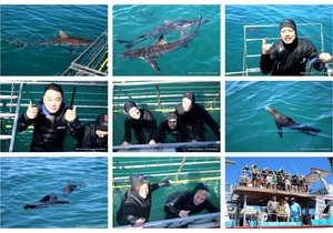 Daily Blog: 16 February 2026 | Shark Cage Diving in South Africa