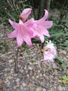 Fynbos After the Storm