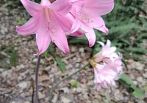 Fynbos After the Storm