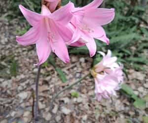 Fynbos After the Storm
