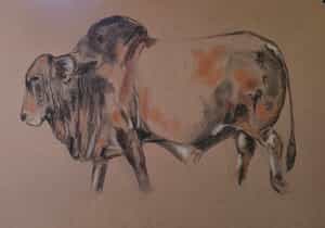 Custom Stud Bull Artwork by Sara Abbott