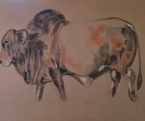 Custom Stud Bull Artwork by Sara Abbott