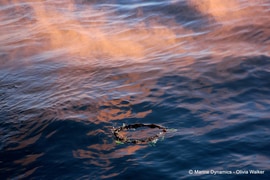 The Birkenhead Memorial and The Great White House