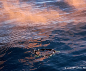 The Birkenhead Memorial and The Great White House