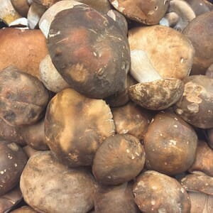 WhatsApp_Image_2026_02_24_at_08.05.18_1771916058