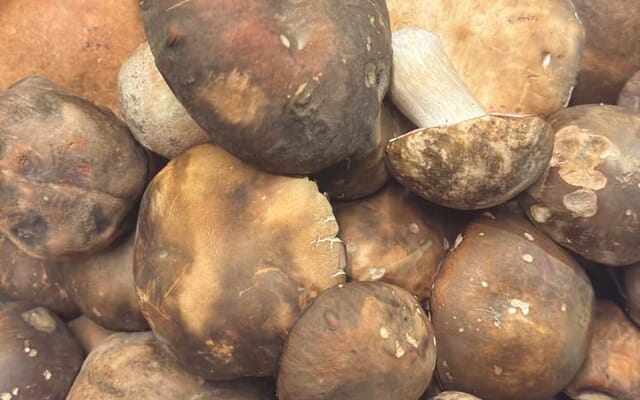 WhatsApp_Image_2026_02_24_at_08.05.18_1771916058 WhatsApp_Image_2026_02_24_at_08.05.18_1771916058