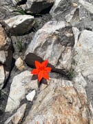 Scarlet Beauty on the Agulhas Plain