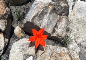Scarlet Beauty on the Agulhas Plain