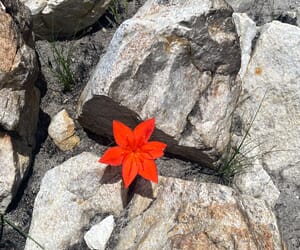 Scarlet Beauty on the Agulhas Plain