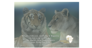 Wildfires at Panthera Africa - Your Support Is Our Lifeline