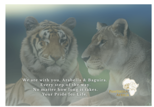 Wildfires at Panthera Africa - Your Support Is Our Lifeline