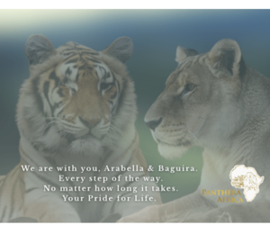 Wildfires at Panthera Africa - Your Support Is Our Lifeline