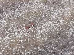 Nature’s Comeback After the Fires