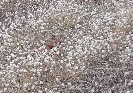 Nature’s Comeback After the Fires